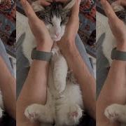 Ленинград Зашыбись