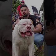 Xl Bully Babii Topic