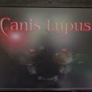 Canis Lupis 2000 And One