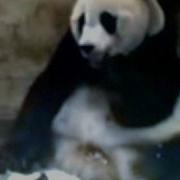 Sneezing Panda Try Not To Laugh