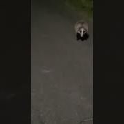 Я Пердоле Скунксч