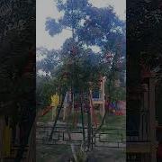 Песня Клен И Рябинав