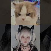 喵帕斯 抖音完整版