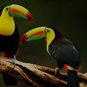 Tucan