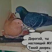 Отчего Такая Путаница На Прогулку Вышла Гусеница