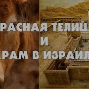 Красная Телица И Храм В Израиле 1 Часть Тайлер