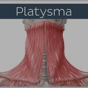 Platysma