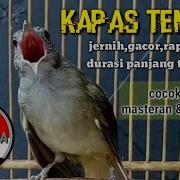 Suara Burung Kapas