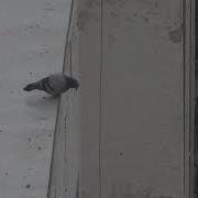 Le Suicide Du Pigeon