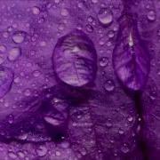 Chew Fu Purple Rain Feat Steve Clisby Mousse T S Home Alone Mix