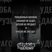 Рождённый Волком Собакой Не Будет Друзей Не Предаст