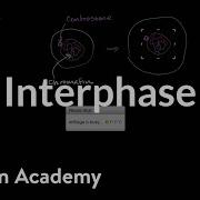 Interphase Polygon