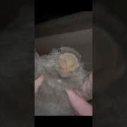 Бобр Курва Я Пердоле