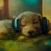 Good Dog Study Music Beats Lo Fi Beats