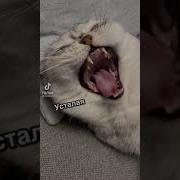 Учебная Неделька А Я Опять Тефтелька