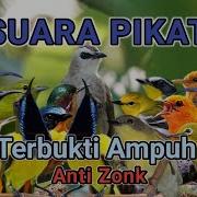 Kombinasi Suara Burung Kecil