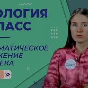 Систематическое Положение Человека 8 Класс