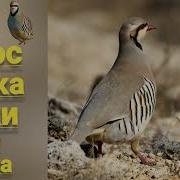 Голос Кеклика Для Охоти