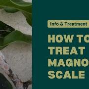 Infected Magnolia Tree Cw