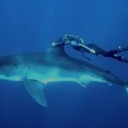 Gopro Ocean Ramsey And A Great White Shark