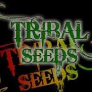 Tribal Seeds Vampire