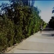 Гульназ Асаева И Вилли