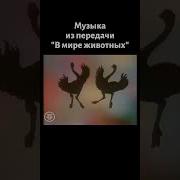 Музыка Для Зоопарка