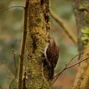 Treecreeper