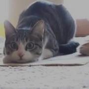 Кот Мутант Котозмей Шипит Как Змея