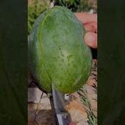 Собака Качается На Качелях 10 Часов