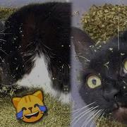 Catnip