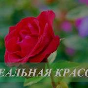 Божественная Красота