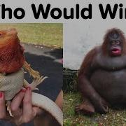 Godzilla Vs Kong Meme