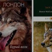 Джек Лондон Бурый Волк