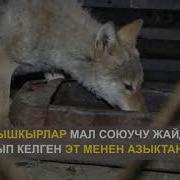 Өмүрбек Асел Же Мергенчи Койгон Карышкырлардын Кыргызча Аты