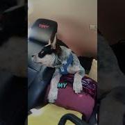 Doggos