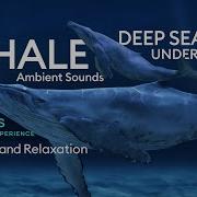 5 Hours Of Deep Underwater Whale Song