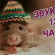 Ультразвук Привет Соседям