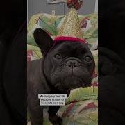 Frenchie Can T Stop Me