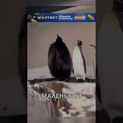 История Pinguin