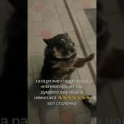Размечтался Чорни Мем