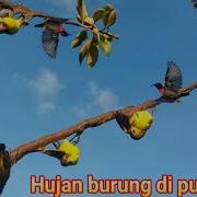 Pakai Suara Pikat Burung Kecil Ini Kalau Ingin Panen Burung Paling Ampuh Uji Kerakas