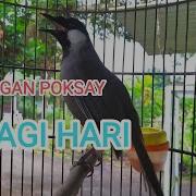 Poksay Hongkong Gacor Ampuh Pancing Poksay Macet Bunyi Suara Burung Merdu