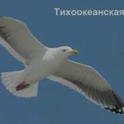 Чайки В Воздухе Чайки Красиво Летают Видео О Природе