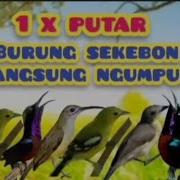 Suara Pikat Burung Kecil Ribut Kicau Strike