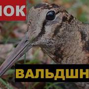 Звуки Вальдшнепа