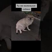 Я Собака Ты Собака