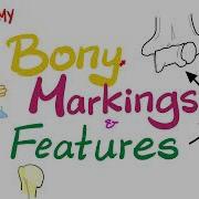 Boney Anatomy