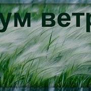 Звук Ветра В Микрофон