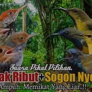 Suara Pikat Burung Prenjak Ribut Sogon Nyerecet Paling Andal Kehidupan Si Jamur